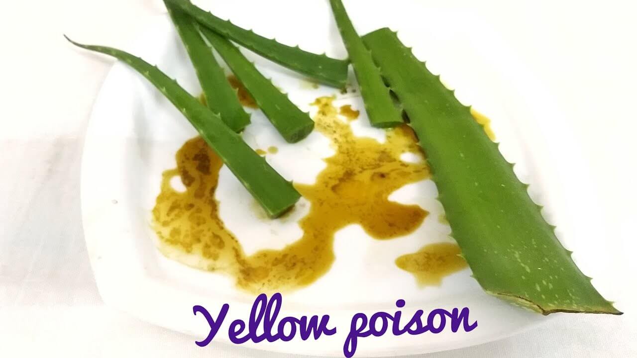 انواع آلوئه ورا سمی